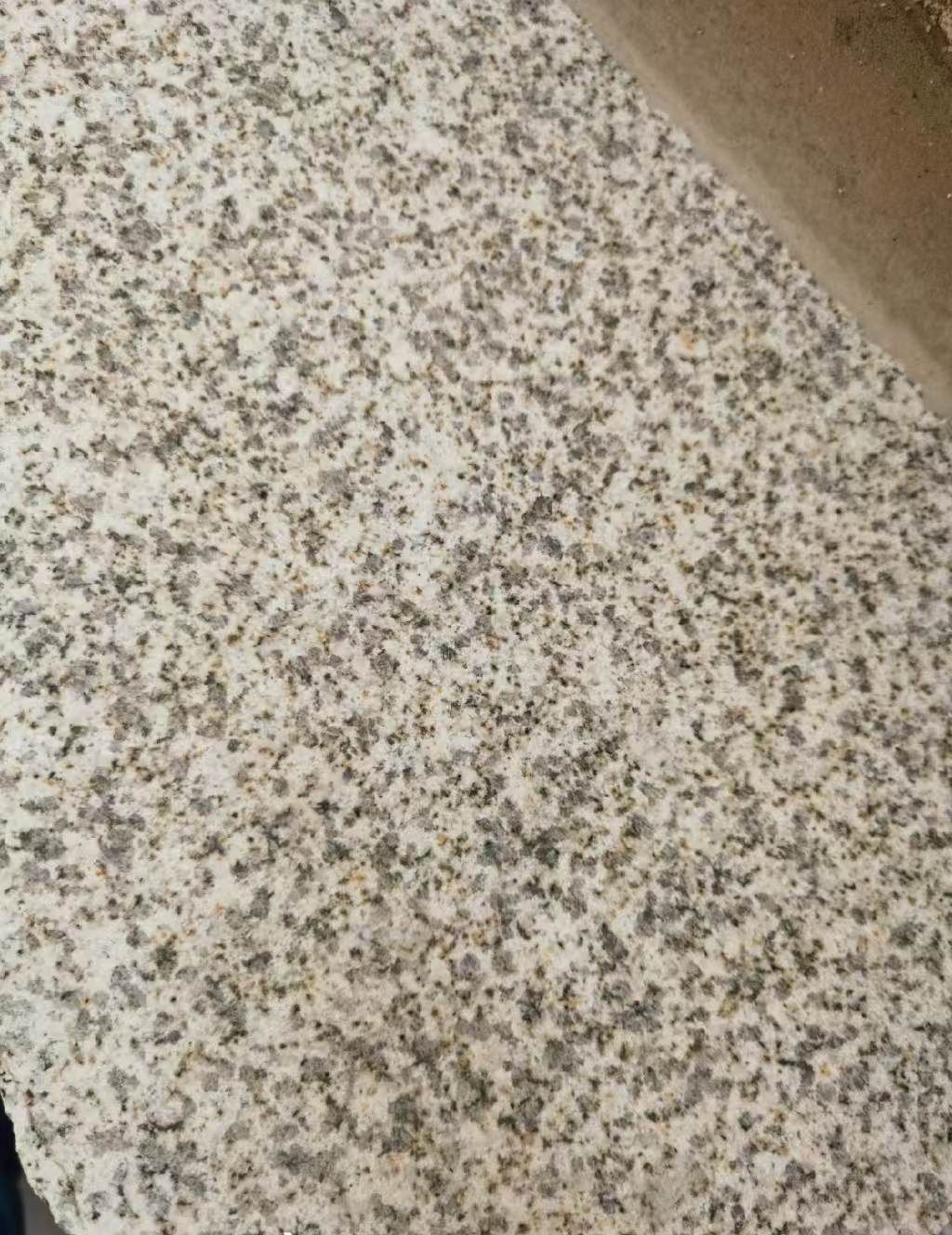 梅州 黄金麻中黄光面